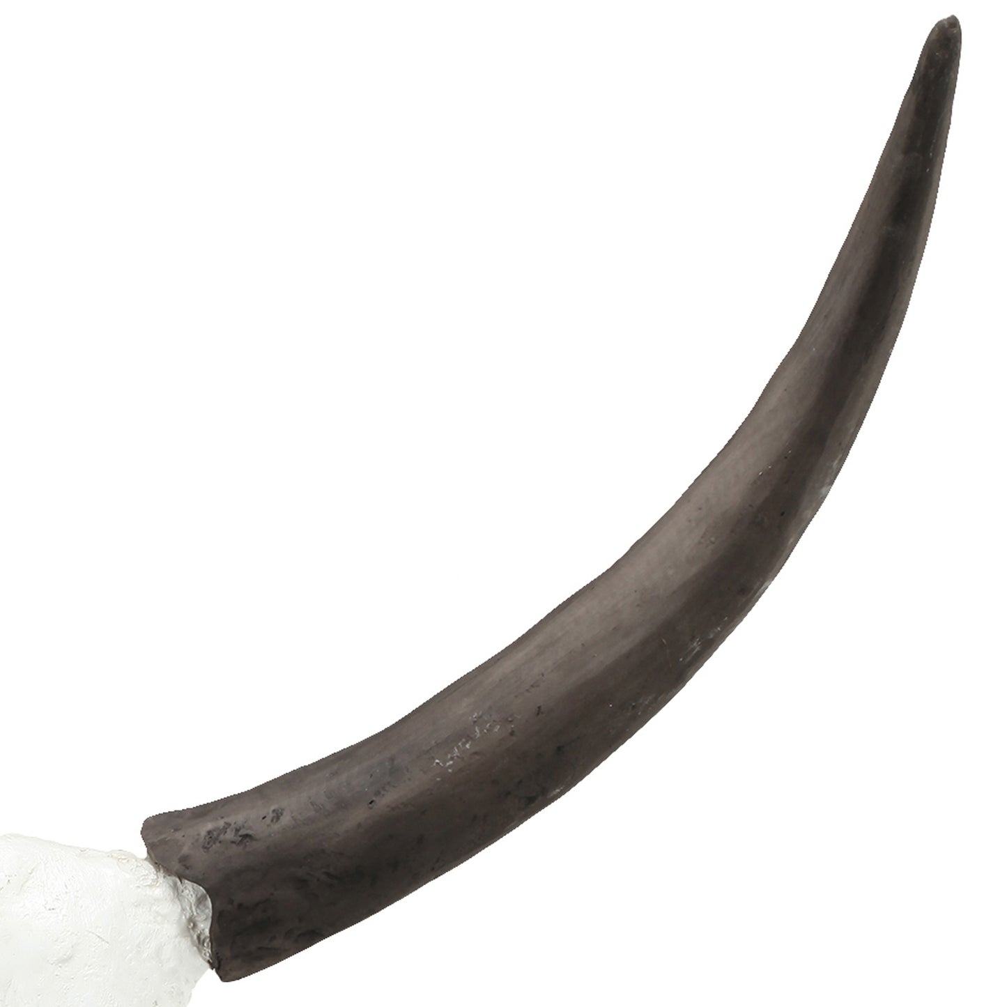 26 Inch Resin Cow Skull Accent Table Decoration Metal Block Base White